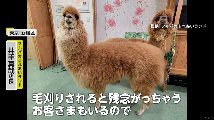 毛刈り前のアルパカ(アルパカふれあいランド)
