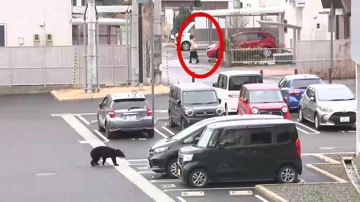 住民が歩いている数メートル先にクマが出没（2025年4月盛岡市青山町）
