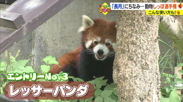 エントリーNo.3 レッサーパンダ