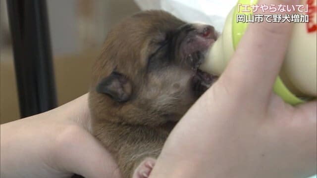 野犬として捕獲された子犬