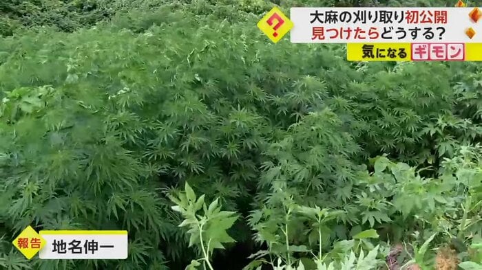 大量に生えている大麻