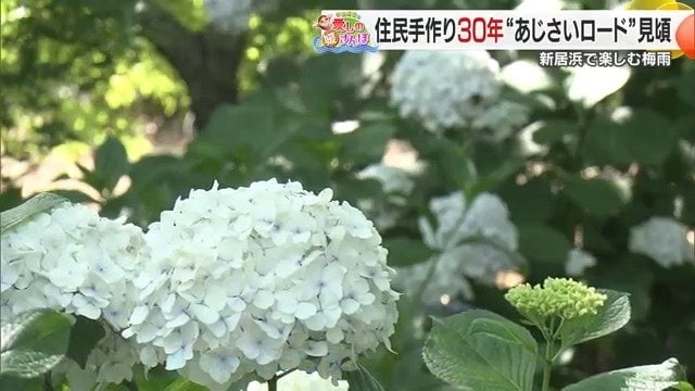 新居浜市山田町の「あじさいロード」で咲き誇る紫色のアジサイ