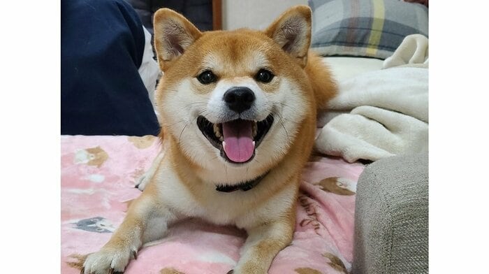 柴犬の麦くん