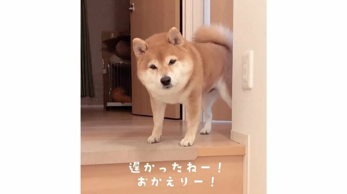 普段からお出迎えするそう