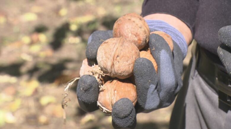 「クルミ」収穫体験会に約300人参加　国内有数の産地・長野県東御市｜FNNプライムオンライン