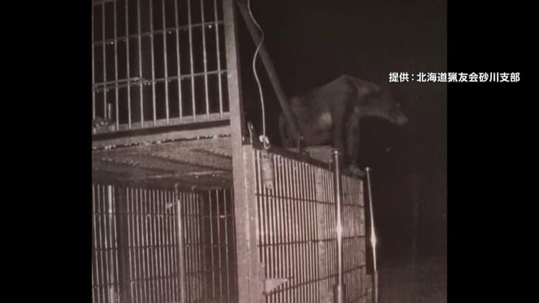 おりに入らず「箱わな」の危険を学習か…熊に異変　今年は「より凶暴化」の声も…牙がボロボロになるまで暴れる　温泉旅館や大学にも“熊出没”｜FNNプライムオンライン