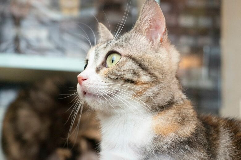 飼い猫は“同居する猫の名前”を認識している…理由を研究者に聞いた｜FNNプライムオンライン