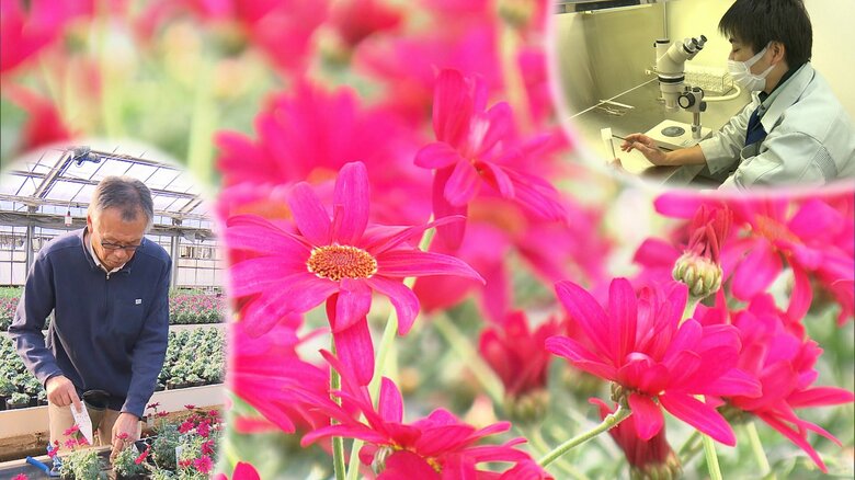 キクの宝石「ビジューマム」は令和に咲いた希望の花 　研究者の技術と生産者の努力が結実【静岡発】｜FNNプライムオンライン