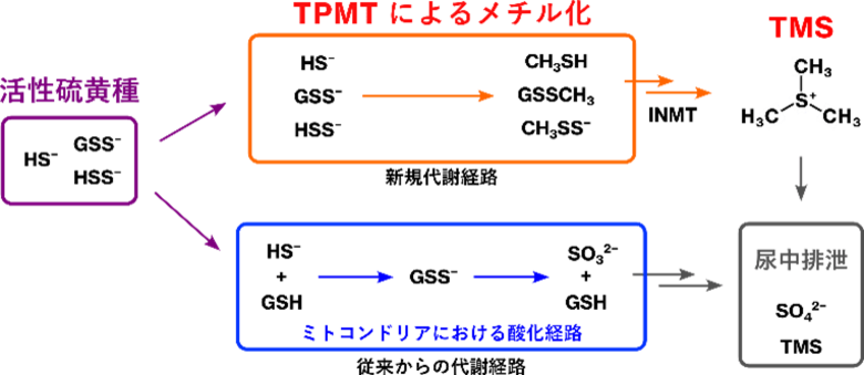 体内の有害な活性硫黄を無毒化・排出する二重制御機構を解明―メチル化と酸化による“二重制御”が生体を防御する仕組み―
