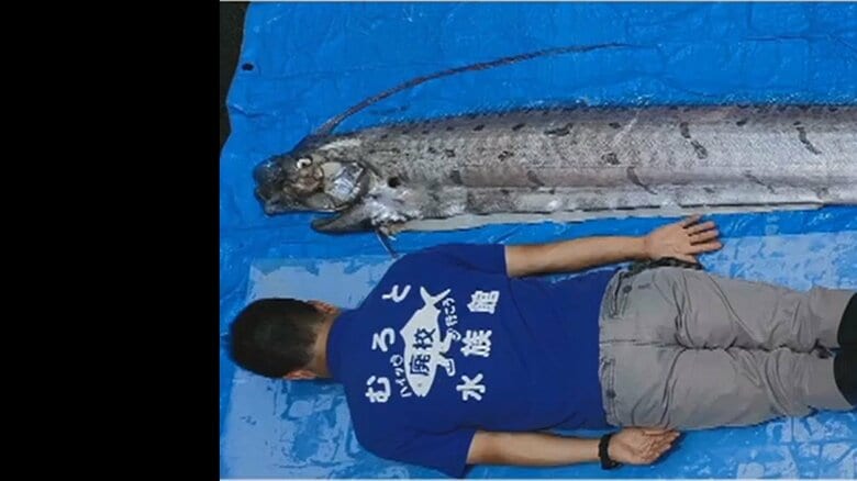 【超貴重】「めちゃくちゃ大きいですね」“幻の深海魚”リュウグウノツカイ まさかの2日連続で発見  高知・室戸市｜FNNプライムオンライン