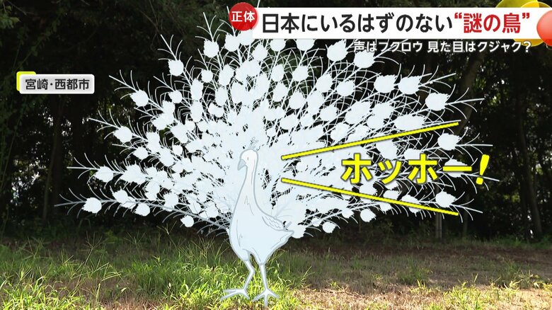 日本にいるはずのない“謎の鳥”…中国原産の外来種「ハッカン」か　声はフクロウ・見た目はクジャク　宮崎・西都市｜FNNプライムオンライン