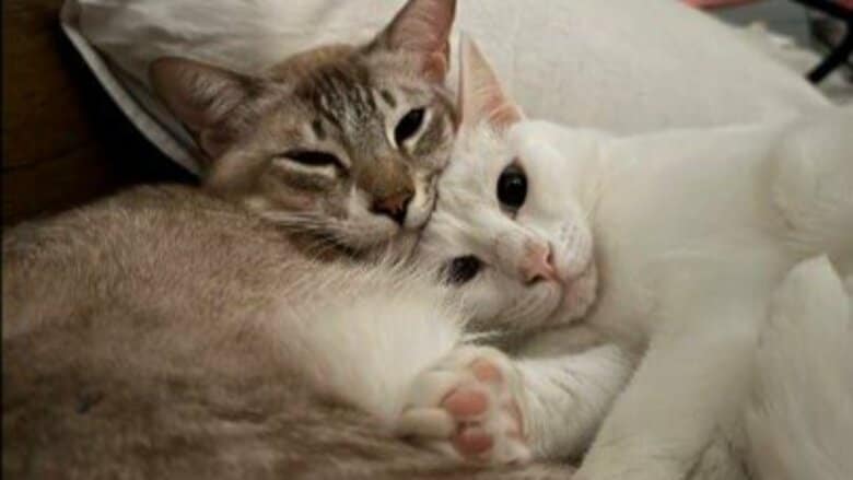 「猫は家族」UAEからの帰国を“断念”した日本人女性　総領事館からの退避支援連絡に「無理だなと思った」｜FNNプライムオンライン