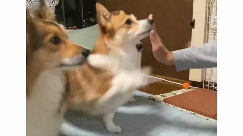 勢いよくスカッ！ハイタッチに失敗したコーギーの堂々としたごまかし方がかわいい…恥ずかしかった？成功率を飼い主に聞いた｜FNNプライムオンライン