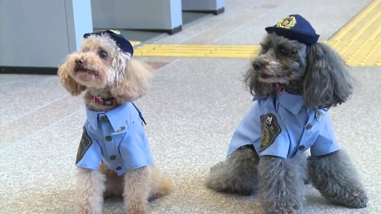 「普通の犬に戻ります」可愛すぎる警察犬が引退…県のアイドルとして活躍【鳥取発】｜FNNプライムオンライン