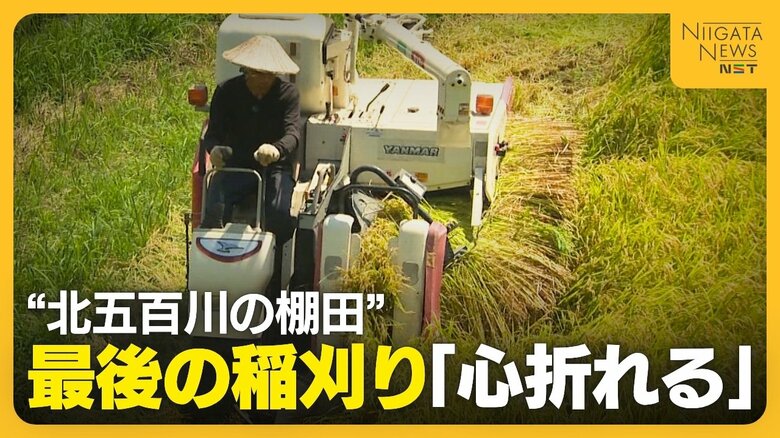 「心折れた…」イノシシ被害大きくコメ作り断念…絶景“北五百川の棚田”で最後の稲刈り　400年の歴史に幕下ろす　新潟・三条市｜FNNプライムオンライン