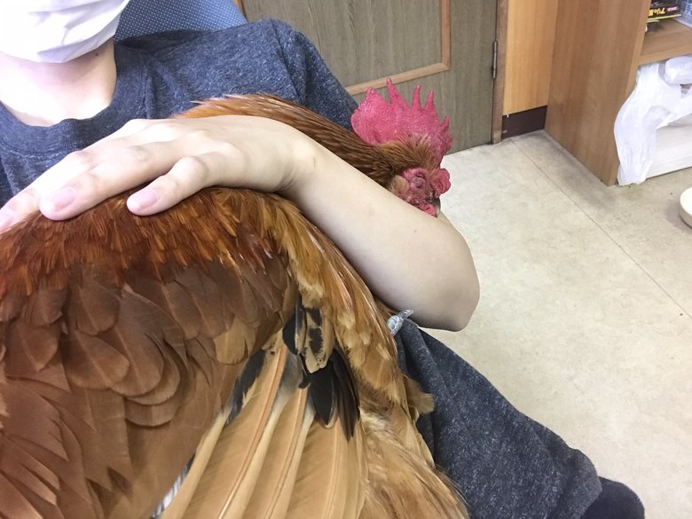 こちらは腕にスッポリのコッコちゃん