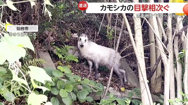 取材班の前に現れたシカ（8日昼頃、宮城・仙台市）