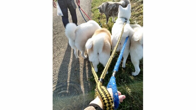 5匹で散歩をするとこんな感じ