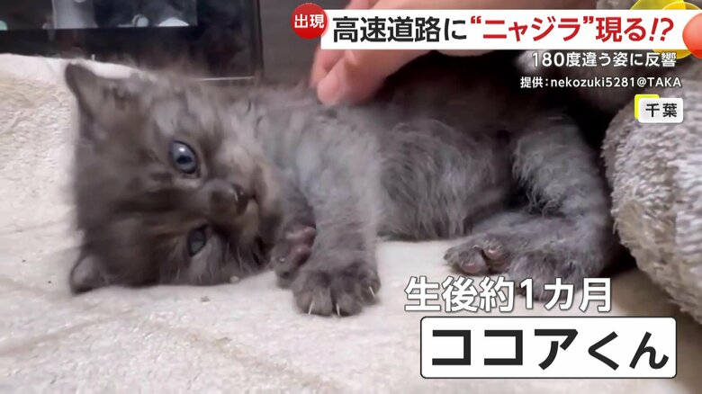 千葉県内の住宅で撮影された生後約1カ月のココアくん