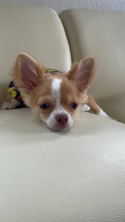 提供：ふくのすけさん