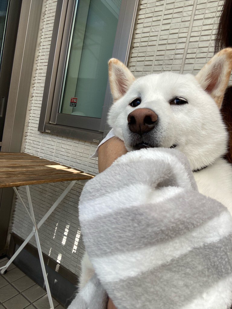 濡れた足を拭いてもらうだい吉くん