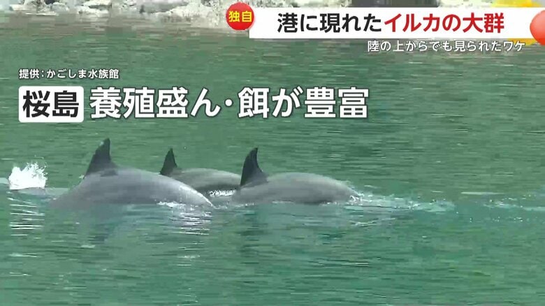 水面から見えるイルカの背びれ