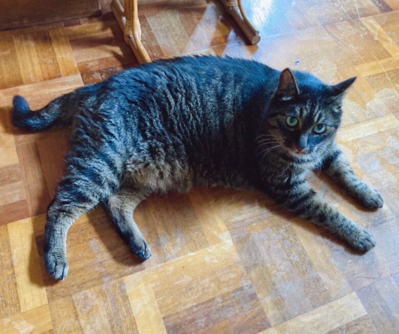 ヒジキくん（提供：サユヤスさん）