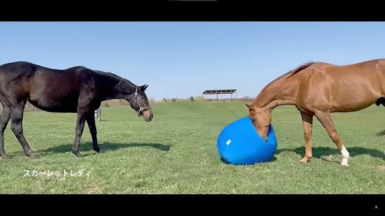 恐る恐るな様子のスカーレットレディ（左）