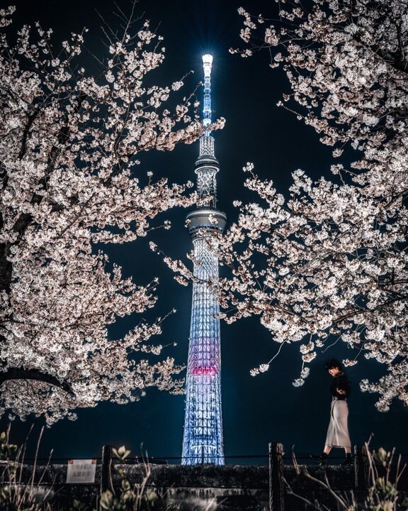 隅田川の桜とスカイツリー