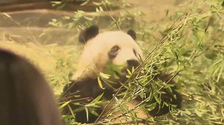 最終観覧日のシャンシャン（19日）