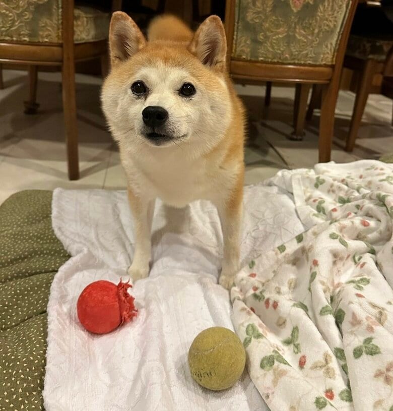 いつも遊んでいるテニスボールと勘違いしたそう