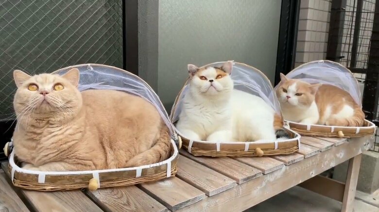 左からみかん、あんみつ、てんぷら（提供：みかんとじろうさんちさん）