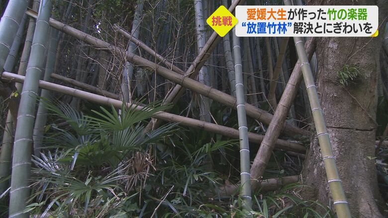 整備が追い付いていない放置竹林