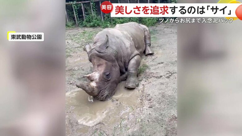 泥パックを顔に塗るサイ