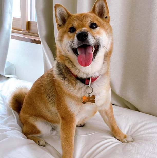 ご機嫌な顔の小春ちゃん