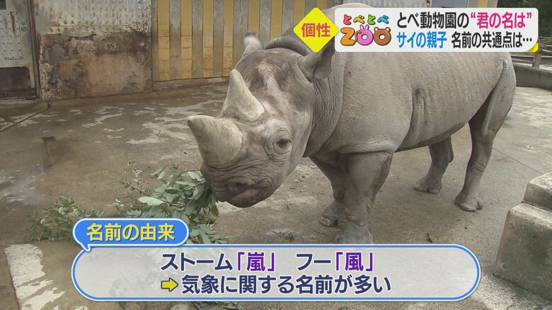 気象関係から名付けられたヒガシクロサイの家族