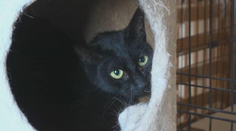 保護された猫