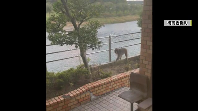 福島市御倉町で目撃されたサル