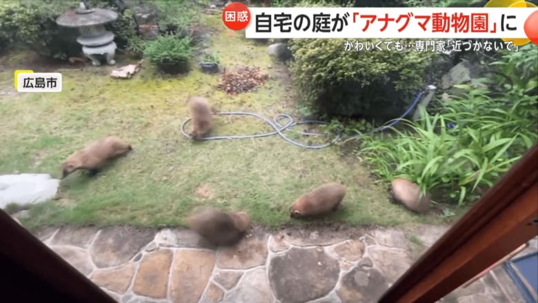 自由に駆け回ったり、じゃれ合ったりするアナグマたち（視聴者撮影）