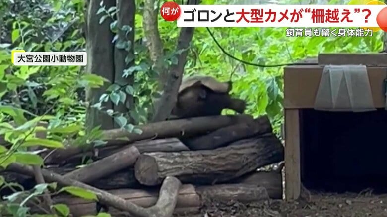 柵の向こう側へ消えるカメキチ（映像提供：大宮公園小動物園）