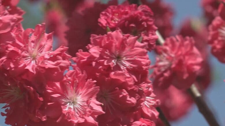 勝原のハナモモ