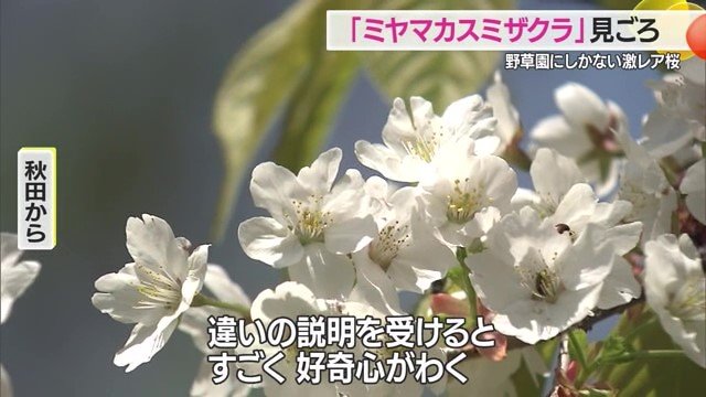 スタッフの説明を聞いて見ると、より花の魅力を感じられるそう