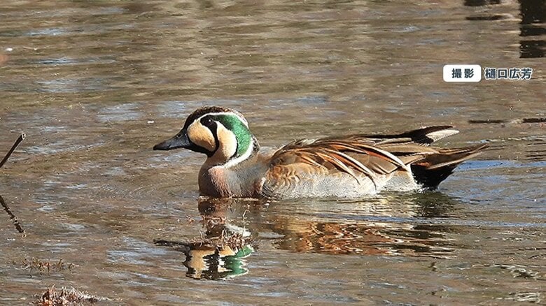 トモエガモ　撮影: 樋口広芳