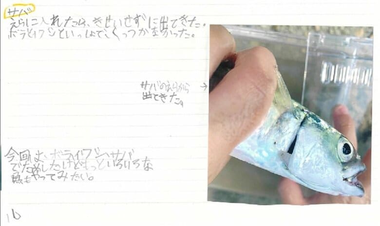 いろいろな魚にきせいできるの？サヨリヤドリムシで試してみた