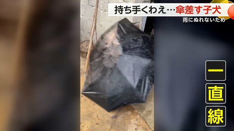 犬にくわえられ、動く傘