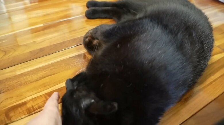 ごろんとしたり…