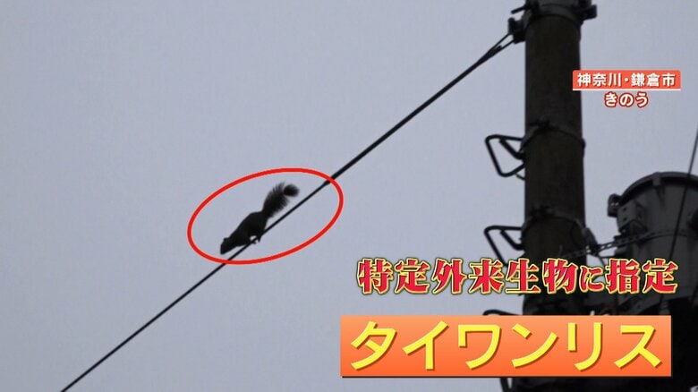 特定外来生物　タイワンリス