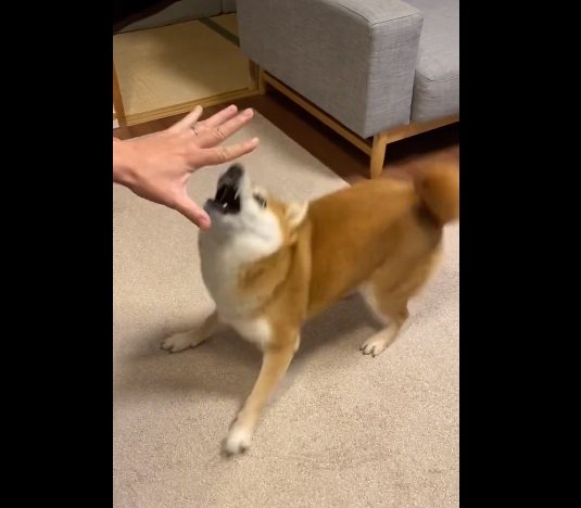 ひるねちゃんは「反射神経ゲーム」として楽しんでいた？