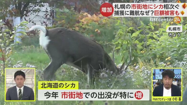 札幌市の市街地に出没したシカ。二次被害を防ぐため、捕獲が難航しているという（25日）