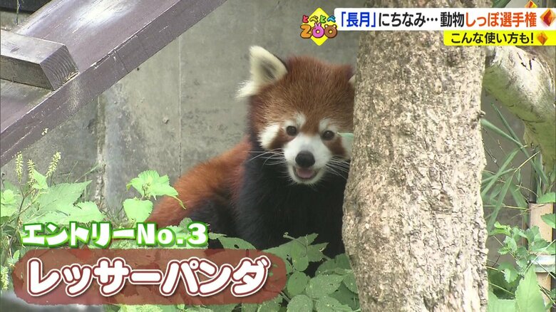 エントリーNo.3　レッサーパンダ